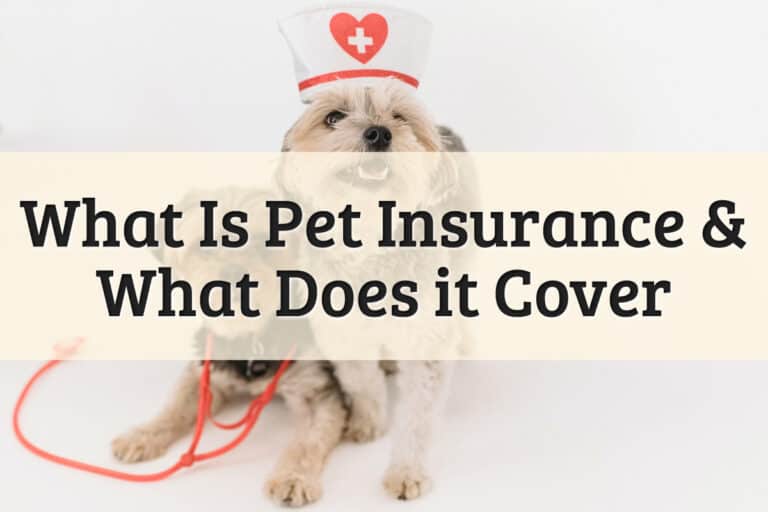 Featured Image - What Is Pet Insurance & What Does It Cover