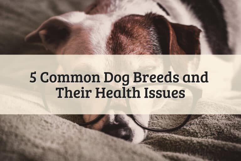 5 Common Dog Breeds Health