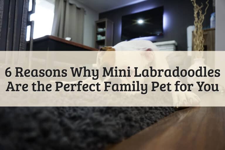 Mini Labradoodles Are the Perfect Family