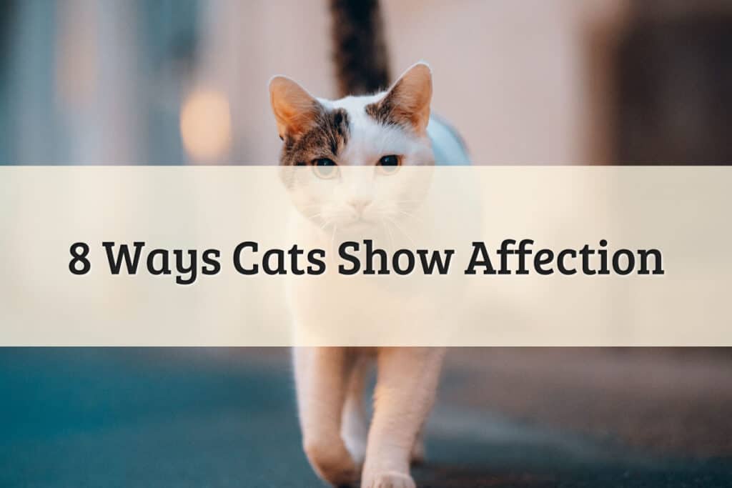 8 Ways Cats Show Affection Featured Image