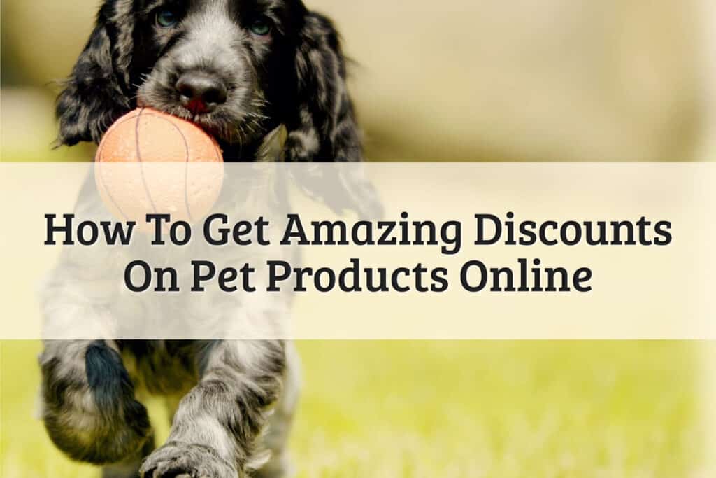 Amazing Discounts On Pet Products Online - Featured Image