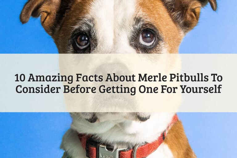 Amazing Facts About Merle Pit Bulls - Featured Image