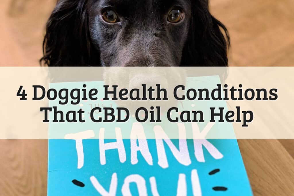 4 Doggie Health Conditions That CBD Oil Can Help - Featured Image