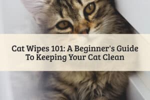 Featured Image - Cat Wipes 101