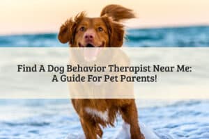 Featured Image - Dog Behavior Therapist Near Me