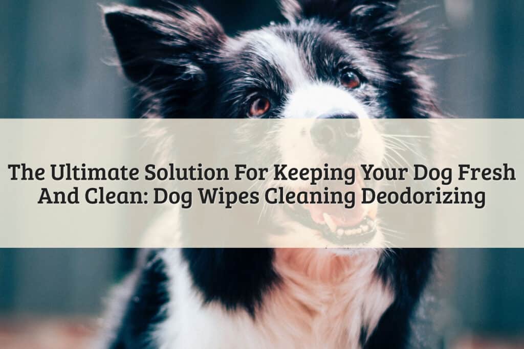 Featured Image - Dog Wipes Cleaning Deodorizing
