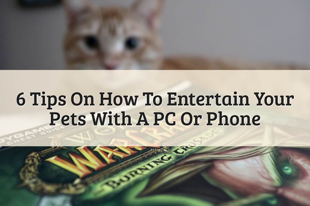Featured Image - Tips On How To Entertain Pets