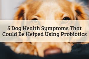 5 Dog Health Symptoms That Could Be Helped Using Probiotics - Featured Image