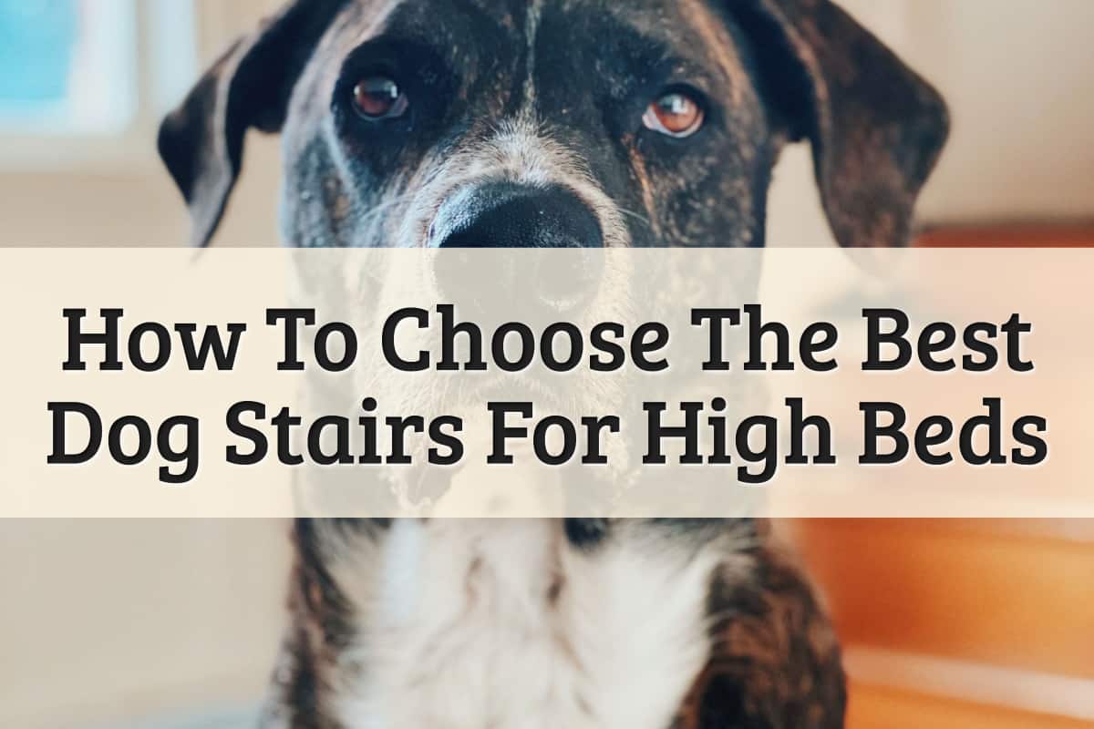 Featured Image - Best Dog Stairs