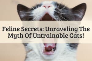 Featured Image - Feline Secrets