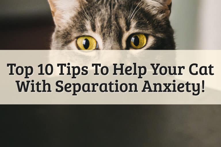 Featured Image - Top 10 Tips to Help Your Cat With Separation Anxiety