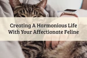 Harmonious Life With Your Affectionate Feline Feature Image