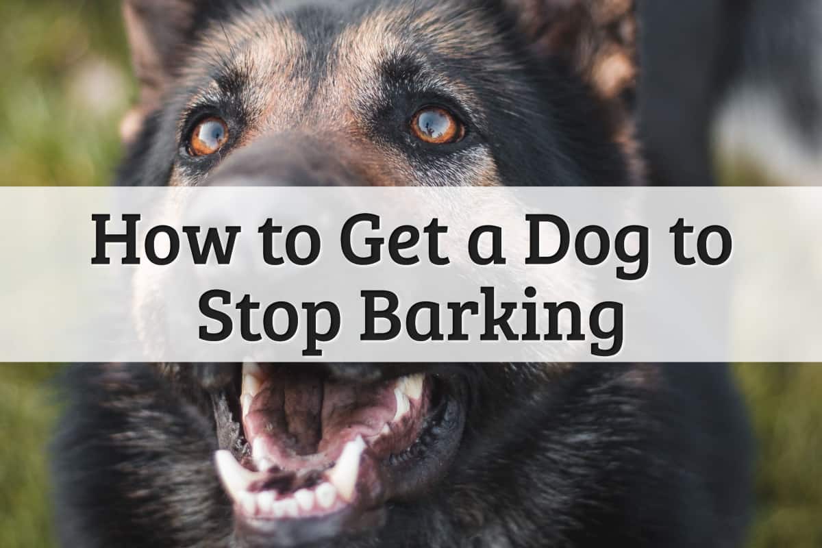 How to Get a Dog to Stop Barking Featured Image