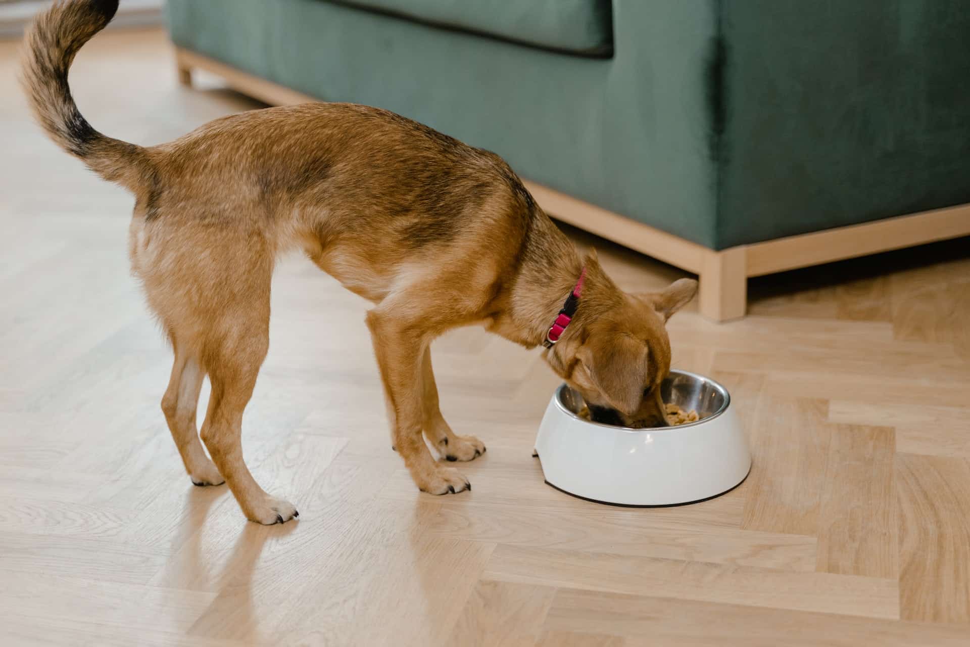 dog eating on white bowl