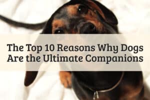 The Top 10 Reasons Why Dogs Are the Ultimate Companions