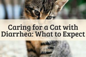 Caring for a Cat with Diarrhea_ What to Expect