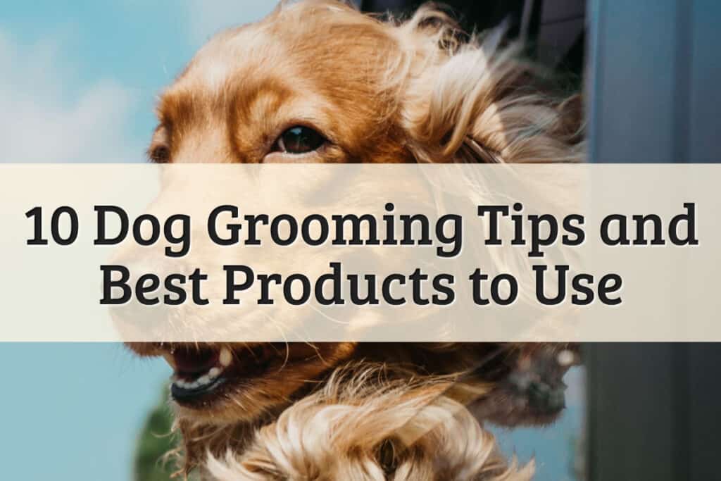 10 Dog Grooming Tips and Best Products to Use