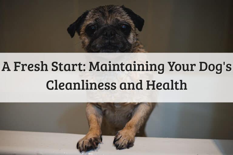 A Fresh Start_ Maintaining Your Dog's Cleanliness and Health