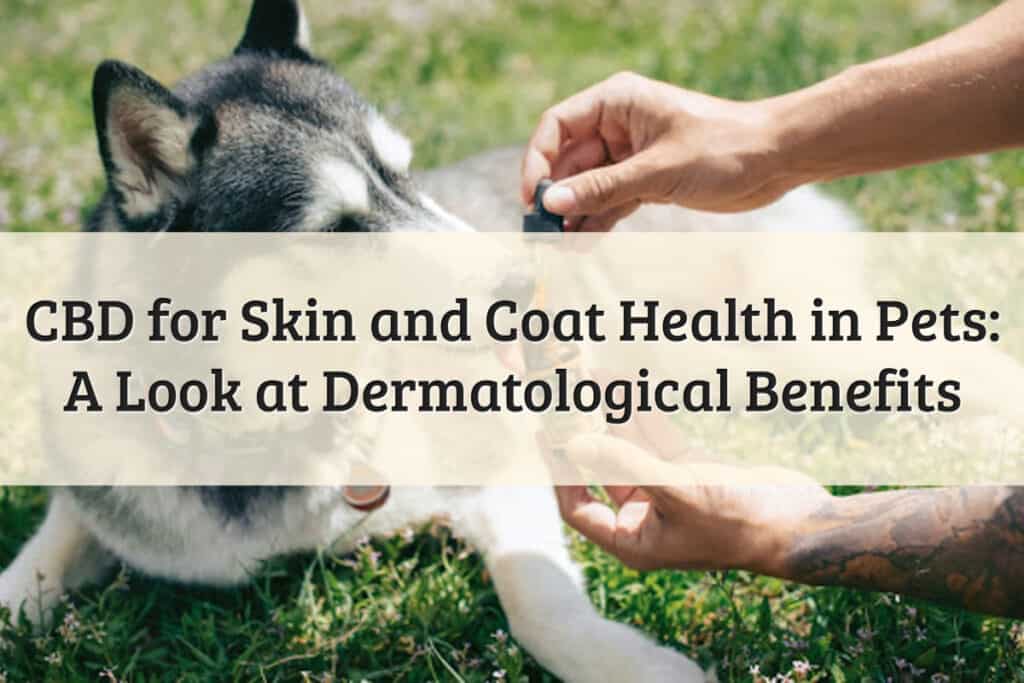 CBD for Skin and Coat Health in Pets_ A Look at Dermatological Benefits