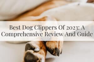 Featured Image - Best Dog Clippers Of 2023