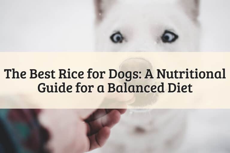 The Best Rice for Dogs - Featured Image