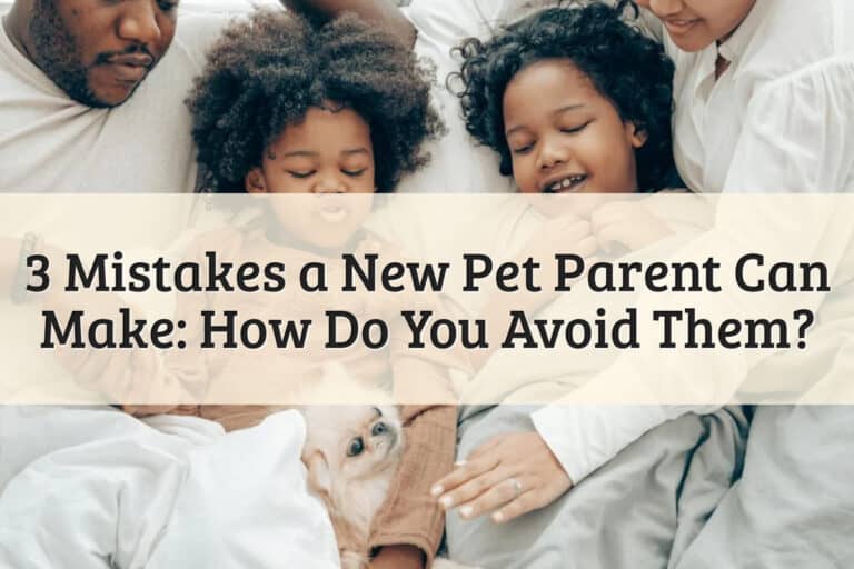 3 Mistakes a New Pet Parent Can Make_ How Do You Avoid Them