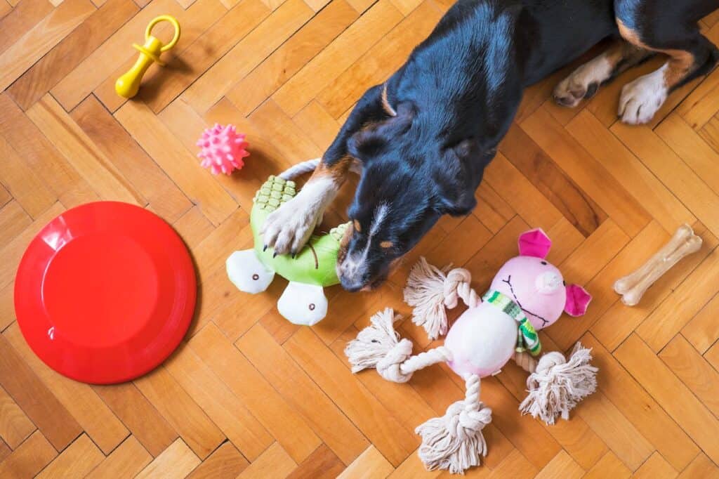 pet playing with toys
