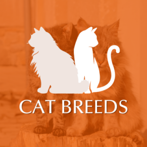 Cat Breed Category Image