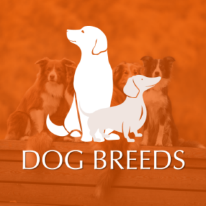 Dog Breeds Category Image