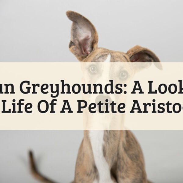 Italian Greyhounds: A Look Into The Life Of A Petite Aristocrat