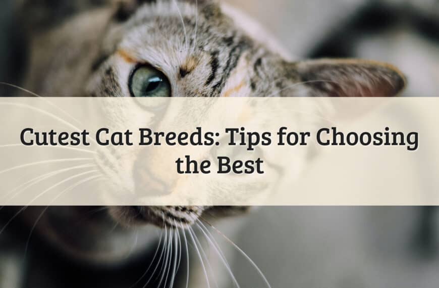 Cutest Cat Breeds_ Tips for Choosing the Best